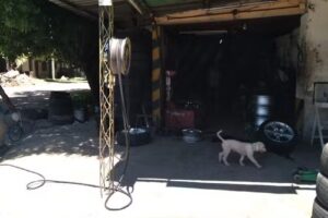 GOMERIA GERMAN 24 hs