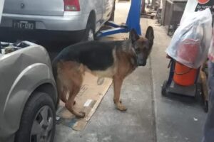 GPS Taller – Taller SZ