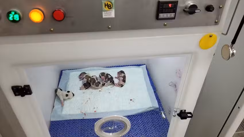 Jose Laggini Neumáticos